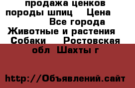 продажа ценков породы шпиц  › Цена ­ 35 000 - Все города Животные и растения » Собаки   . Ростовская обл.,Шахты г.